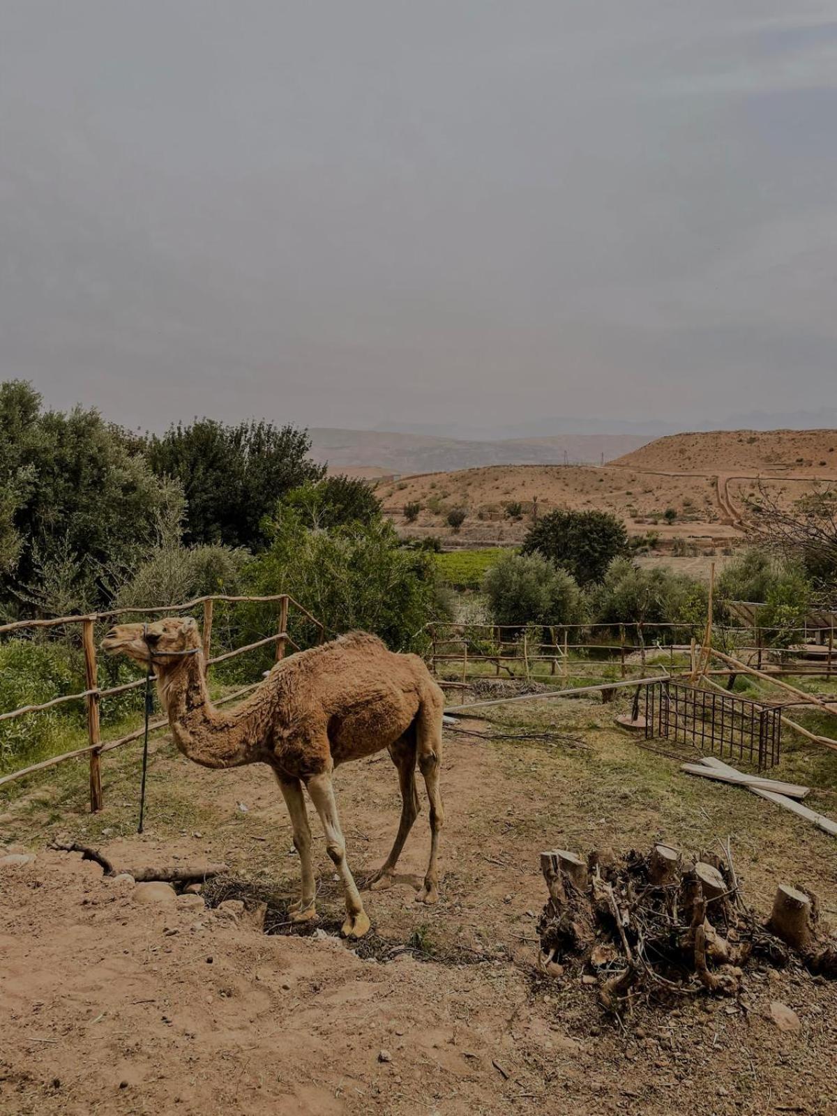 Les Terrasses Du Lac Marrakech Lalla Takerkoust Zewnętrze zdjęcie